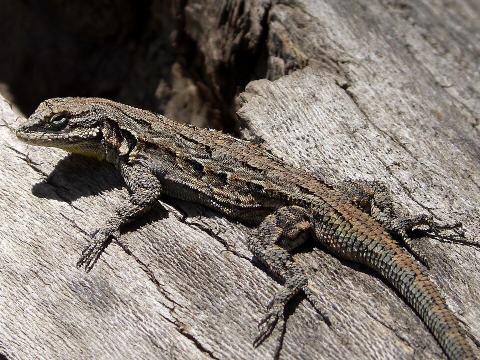 an ornate tree lizard resting on weathered wood