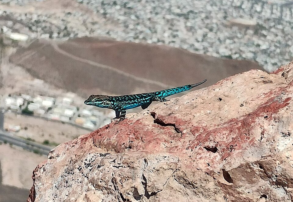 a male ornate tree lizard with bright blue-green sides, resting on a rock