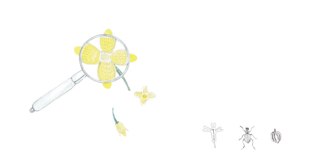 A magnifying glass is held over a yellow flower.
