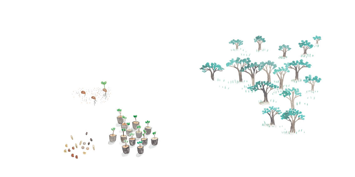 Small seedlings grow into fields of trees.