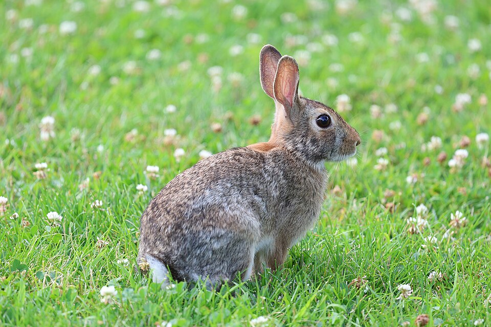 Eastern cottontail (Sylvilagus floridanus) foraging on ground vegetation