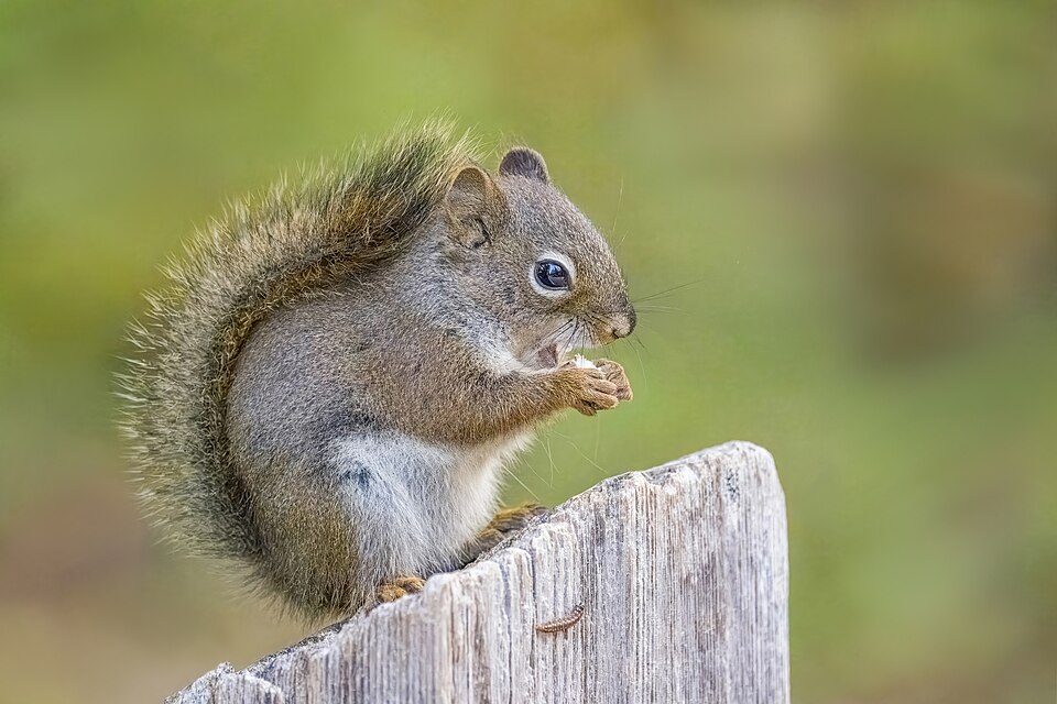 Richardson's red squirrel (Tamiasciurus hudsonicus richardsoni) Moraine Lake