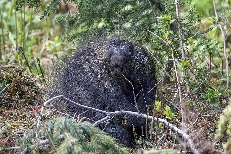 North American porcupine (Erethizon dorsatum nigrescens) Yoho