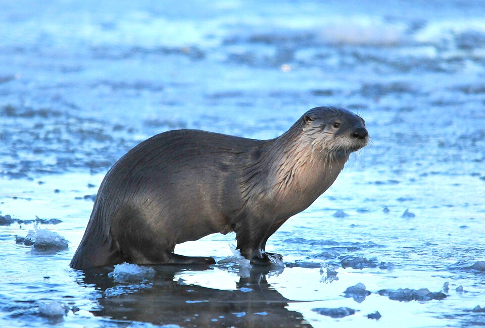 Northern River Otter on Seedskadee NWR (22802102984)