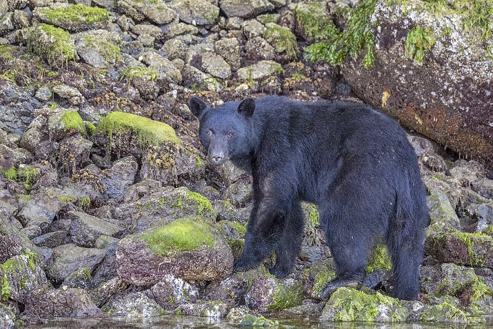 Vancouver Island black bear (Ursus americanus vancouveri) Tofino 4
