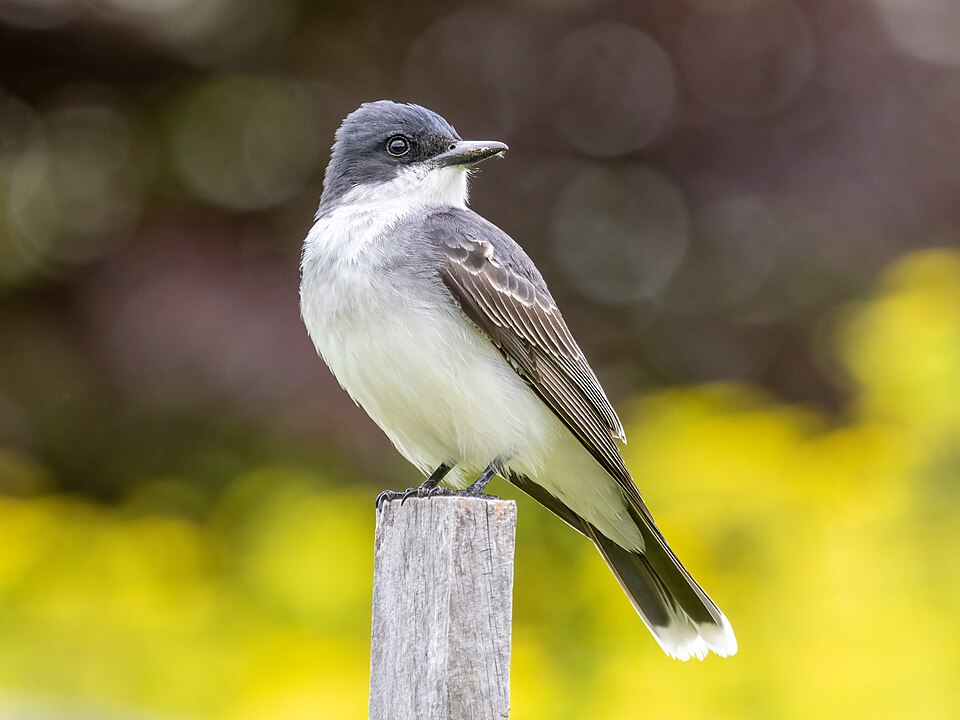 Eastern kingbird on the hunt (56948)