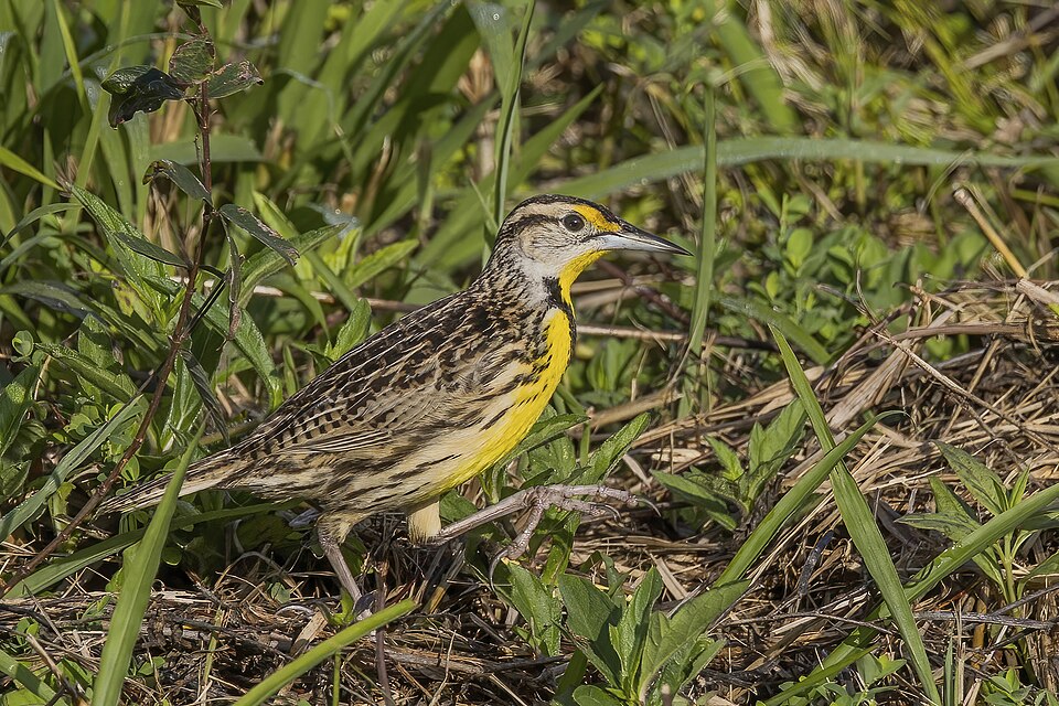Eastern meadowlark (Sturnella magna mexicana) Orange Walk