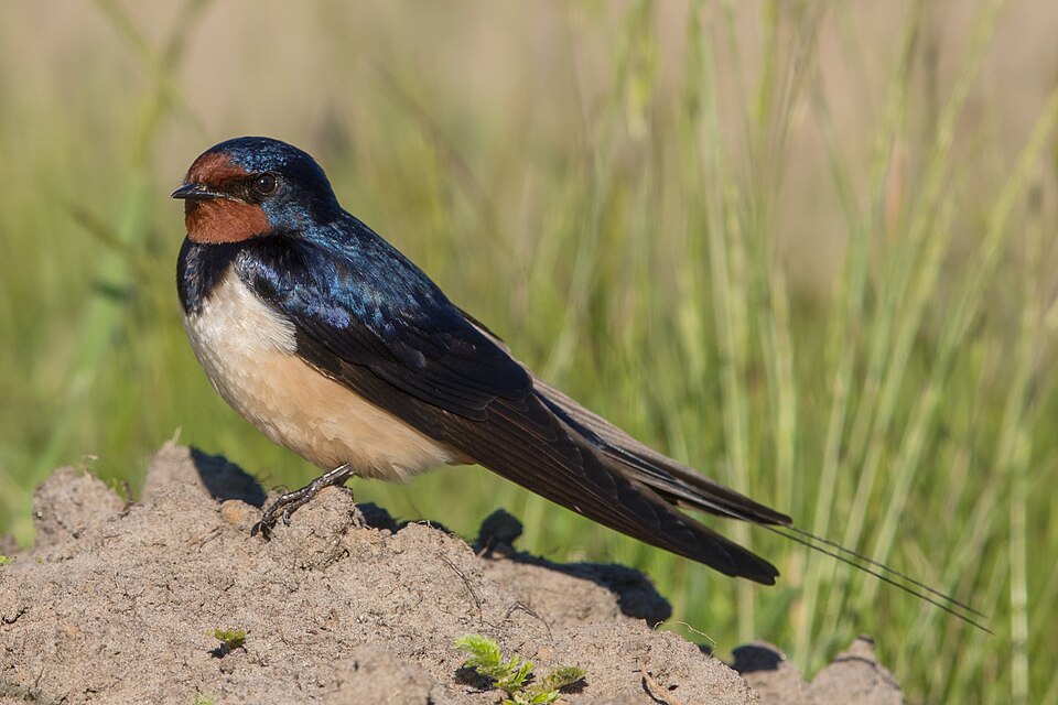 Rauchschwalbe Hirundo rustica