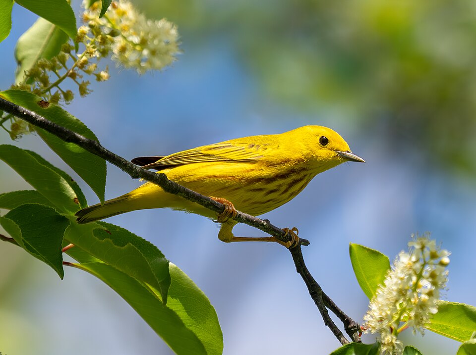 Yellow warbler (82905)