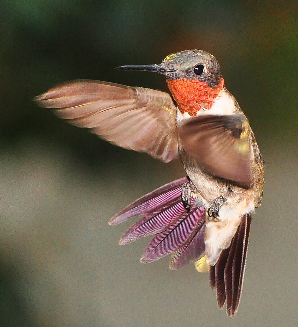 Archilochus colubris -flying -male-8
