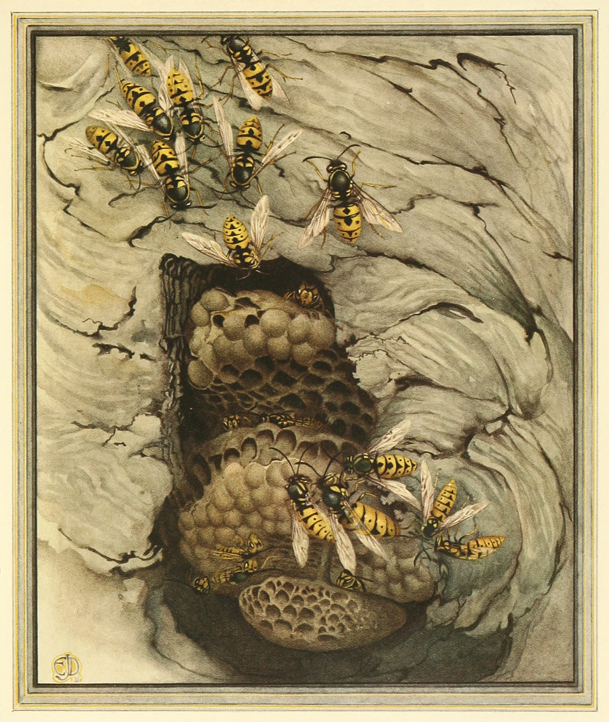 Common Wasps