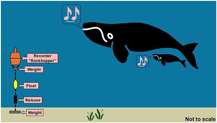 Diagram of an underwater acoustic recorder labeled “Rockhopper” anchored to the seafloor with weights and a float, recording sounds from two illustrated whales emitting musical notes, indicating vocalizations.