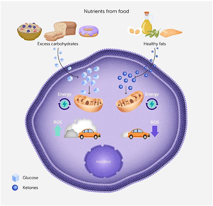 Illustration of a cell showing glucose from excess carbohydrates and ketones from healthy fats entering mitochondria to produce energy. Glucose metabolism generates more reactive oxygen species (ROS) than ketone metabolism, depicted by increased exhaust from a car.