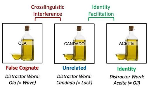 Three panels show an image of an oil bottle and bowl. Each one has a distractor word written on top of it. The left panel labeled “False Cognate” shows the word “OLA” meaning “Wave”. The middle panel labeled “Unrelated” shows the word “CANDADO” meaning “Lock”. The right panel labeled “Identity” shows the word “ACEITE” meaning “Oil”. The difference between the “False Cognate” and “Unrelated” conditions is labeled as “Crosslinguistic Interference. The difference between the “Identity” and “Unrelated” conditions is labeled as “Identity Facilitation”.
