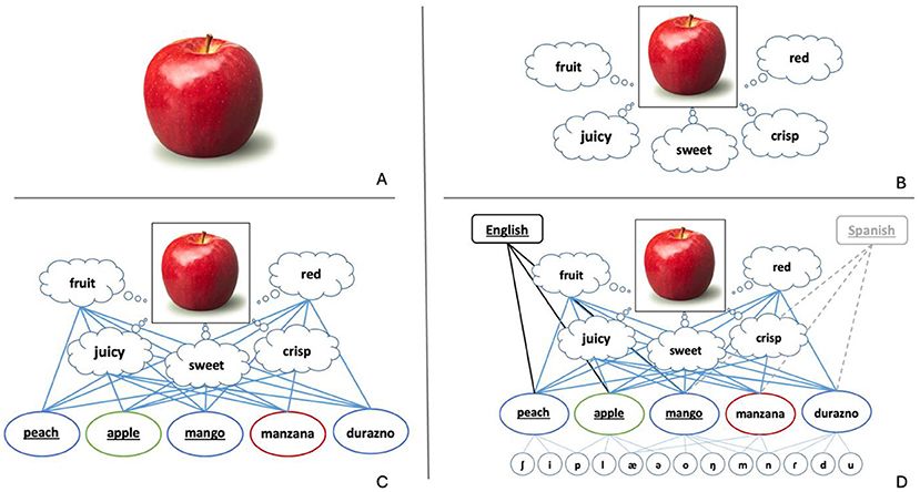 Panel A shows a red apple, while panel B depicts a diagram linking the apple to descriptive words: fruit, red, juicy, sweet, and crisp. Panel C connects these descriptors to six English and Spanish fruit names: peach, apple, mango, manzana, durazno. Panel D adds another layer, showing pathways associating the descriptors with either English or Spanish categories and connecting fruit names to their constituent letters.