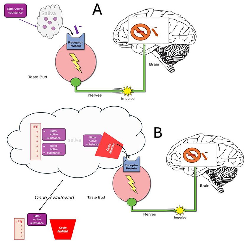 Diagram comparing how some chemicals change taste perception and bitter brain response. The top panel illustrates the bitter compound being trapped in saliva and hence interacting less with the taste receptor. The bottom panel shows the bitter compound getting trapped in either IER or cyclodextrins in the saliva but being released once swallowed. Both panels use icons, arrows, and simple labels to demonstrate the neural pathway and the lower bitter sensation in the brain.