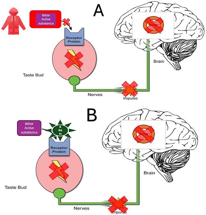 Top and bottom diagrams illustrate the inhibition of bitter taste perception by coating the drug or by blocking the taste receptor. Both show a taste bud cell with a receptor, nerves, the brain, and a crossed-out symbol indicating inhibited signalling. The bitter active substance fails to activate the receptor, resulting in no signal transmitted to the brain's gustatory cortex, and therefore no perception of bitterness.