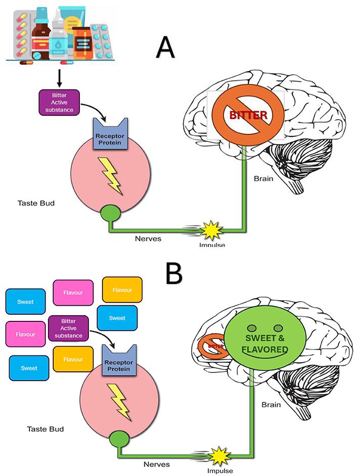 Diagram compares brain responses to bitter versus sweet and flavored medicines. Top panel shows bitter substances activating receptor on taste bud, sending a signal to the brain's gustatory cortex, resulting in a “bitter” response. Bottom  panel illustrates sweet and flavored agents, along with the bitter substance, sending a modified signal to the brain, resulting in a “sweet and flavored” response on top of bitterness.