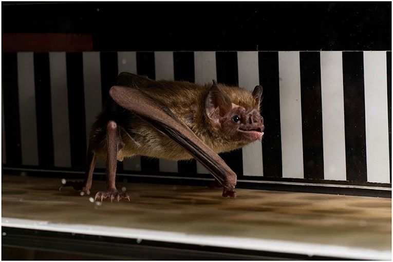 Vampire bat with wings folded forward runs on a treadmill in front of a background featuring alternating vertical black and white stripes, under artificial indoor lighting.