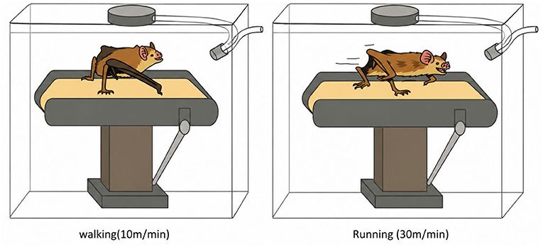 Illustration shows two testing chambers with a vampire bat on a treadmill. Left panel: bat is walking at ten meters per minute. Right panel: bat is running at thirty meters per minute. Both setups have a tube carrying air out for breath measurement.