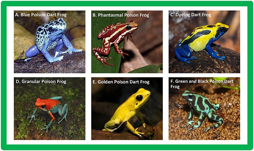 A. Blue Poison Dart Frog shows a frog with a vibrant blue body and black spots on a rocky surface. B. Phantasmal Poison Frog portrays a small frog with red and white stripes. C. Dyeing Dart Frog displays a frog with a yellow back and blue legs. D. Granular Poison Frog features a frog with a red head and blue-green body. E. Golden Poison Dart Frog presents a frog with smooth yellow skin. F. Green and Black Poison Dart Frog depicts a frog with a mint green body and irregular black patterns.