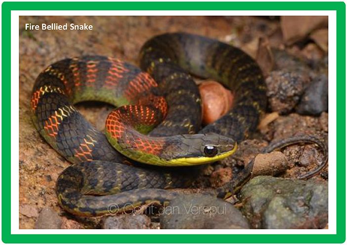 Fire-bellied snake coiled on a rocky surface, featuring dark scales with bright red and yellow markings along its body and a yellow underside visible near the head.