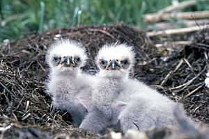 Haliaeetus leucocephalus1
