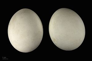 Haliaeetus leucocephalus MHNT.ZOO.2010.11.96.5