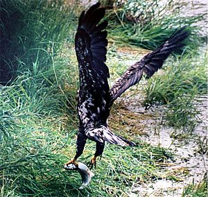 Bald Eagle and salmon