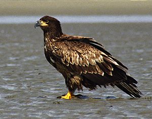 Juvenile Bald Eagle Sand