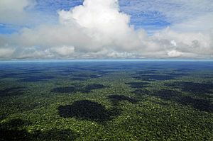 Amazon CIAT (5)