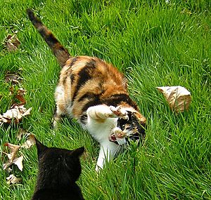 Don't mess with me mum!