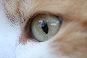 Katzen Auge