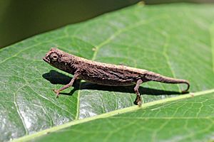 Minute leaf chameleon (Brookesia minima) Lokobe