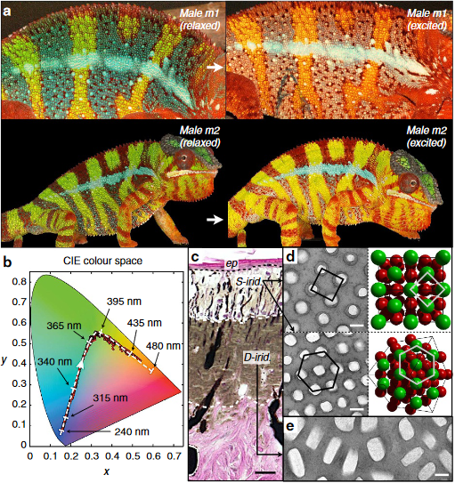 Colour change and iridophore types in panther chameleons