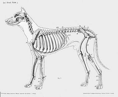 Dog anatomy lateral skeleton view (full)
