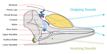 Toothed whale sound production