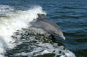A common bottlenose dolphin (Tursiops truncatus)