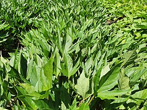 Ipomoea batatas 'rapa nui' 20220119 121604