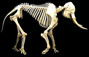 Elephant skeleton