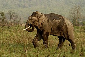 Asian Elephant at Corbett National Park4