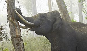 2010-kabini-tusker-bark