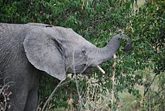 Elephant eating