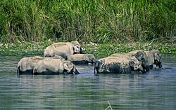 Elephant bathing session