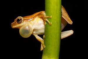 Dendropsophus microcephalus - calling male (Cope, 1886)