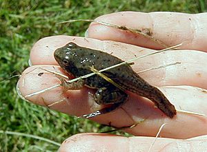 Juvenile Frog with tail top view (1)