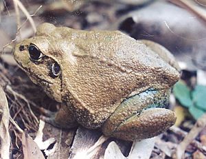 Cyclorana australis