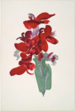 Georgia O'Keeffe Red Canna 1915 Yale University Art Gallery