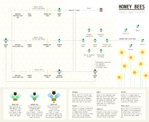 Honey Bees - Sexes and castes