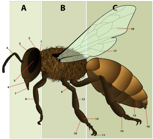 HoneyBeeAnatomy